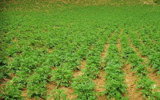 馬鈴薯抱蛋留種技術(shù) 高效農(nóng)業(yè)培育的突破