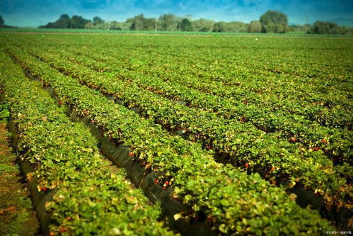 水溶肥效果好的原因是什么？解析農(nóng)業(yè)種植中的高效施肥策略