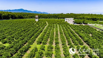 白沙紅橙采摘季暨品牌發(fā)布即將開啟，農(nóng)業(yè)培育助力鄉(xiāng)村振興