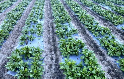 金川縣沙耳鄉(xiāng)克爾瑪村側(cè)記 特色設(shè)施農(nóng)業(yè)種出鄉(xiāng)村振興富裕路