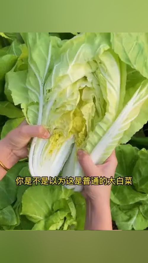 今春種快菜，輕松收獲優(yōu)質(zhì)葉菜