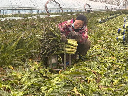 臨沂郯城 紅花鎮(zhèn)萵苣豐收價遇“寒流”，訂單農(nóng)業(yè)巧解農(nóng)民增收難題
