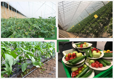 智能科技賦能，百譽(yù)農(nóng)業(yè)引領(lǐng)園區(qū)現(xiàn)代化新篇章