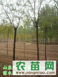 國槐熱銷市場探秘 8-10公分全冠土球國槐價(jià)格、廠商與選購指南