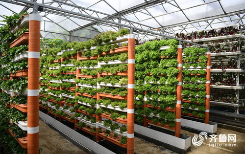 科技為農業插上騰飛的翅膀——高端智庫看山東菜博會新技術與新品種百花齊放