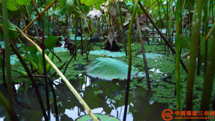 科技服務三農 | 典型案例 科技扶貧“巧”用勁，農業科技服務顯神通