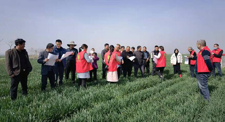 冬小麥“科技壯苗”專項行動 科技賦能穩產增收